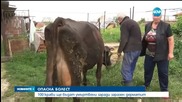 ОПАСНА БОЛЕСТ: 100 крави ще бъдат умъртвени заради заразен дерматит