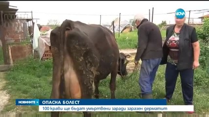 ОПАСНА БОЛЕСТ: 100 крави ще бъдат умъртвени заради заразен дерматит