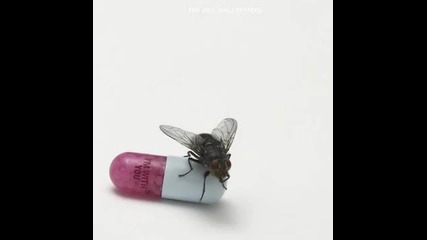 Red Hot Chili Peppers - Annie Wants A Baby (high Quality)