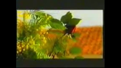 Dragana Mirkovic - Ruze cvetaju samo u pesmama (1987)