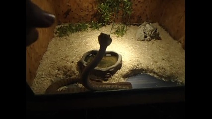 Изложба На Змии