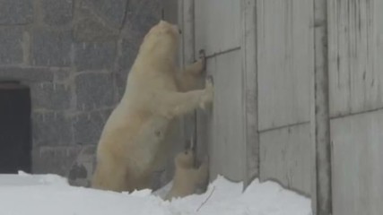 Полярно мече от финландски парк излезе от хралупата си за първи път - видео Ройтерс