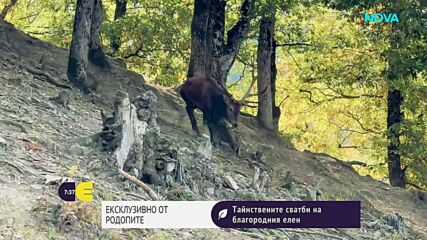 "Дотам и обратно": Тайнствените сватби на благородния елен