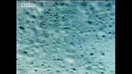Bbc Nature Mega Tsunami - Amazing Survival 