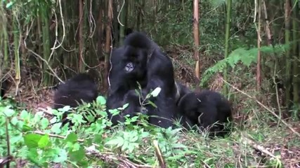 Любовта при горилите.