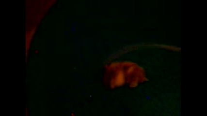 sme6en hamster