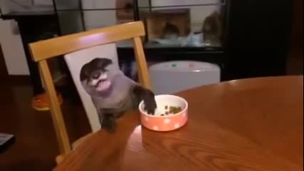 Сладка видра се храни на масата
