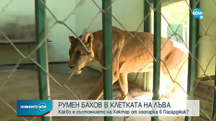 Какво е състоянието на лъва Хектор от зоопарка в Пазарджик?