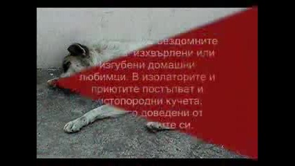 Съдбата На Бездомните Кучета В България
