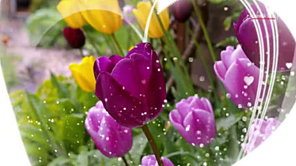 Красивые тюльпаны для любимых женщин к празднику 8 марта!