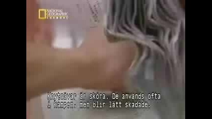 Kungfu - Fighting