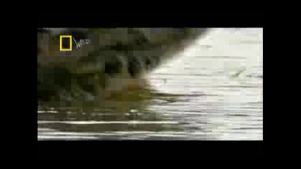 Giant Crocodilians