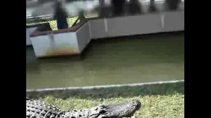 Крокодил захапва човек за ръката пълен идиот!