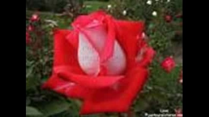 love rose 