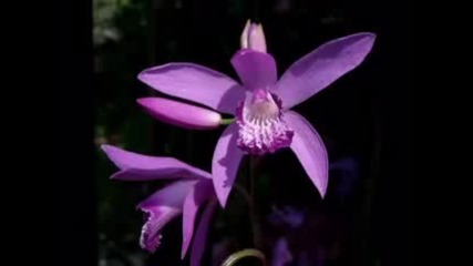 Yanni - Desire