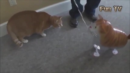 Компилация Смях ! Funny cats compilation