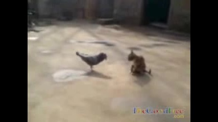 Гълъб Който Тормози Котка