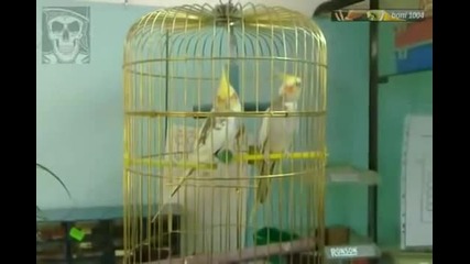 Мъжки папагал ухажва женски