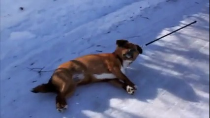Куче мрази разходките в сняг