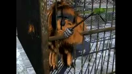 Untamed and Uncut Orangutan Terrorizes Zoo