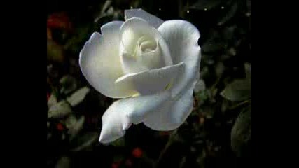 Най - Красивото Цвете - Розата