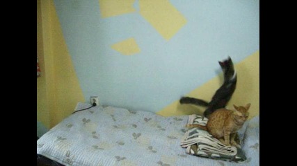 Котка гони червената точка 