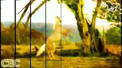 Wild Horses