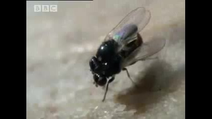 Bbc A Moose Named Madeline - Moose Antler Flies 