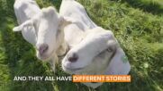 Around the world: The home farm for special needs animals