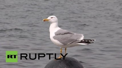 Russia: 'Ladny' frigate returns to Sevastopol after joint China drills