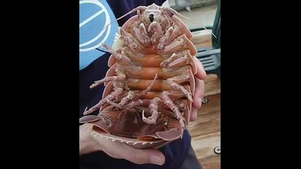 Невероятно животно 