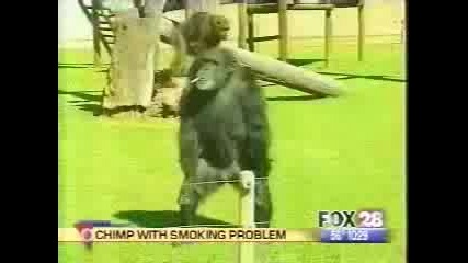 Шимпазе пуши цигари!!!голям смях!!!