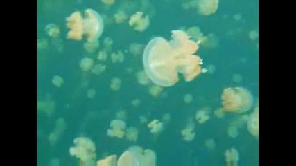 Meduziii