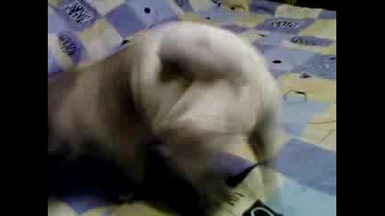 Видео - 0018.mp4
