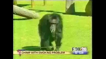 Невероятно! Маймуна пушач