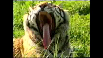 Сибирски Тигър