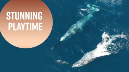 Gray whale surfing: California dolphins caught on film