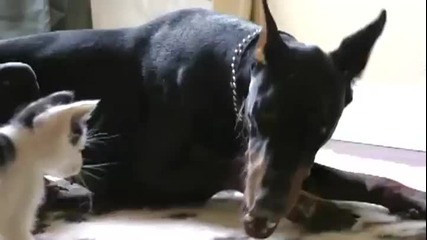 Котенце vs. doberman