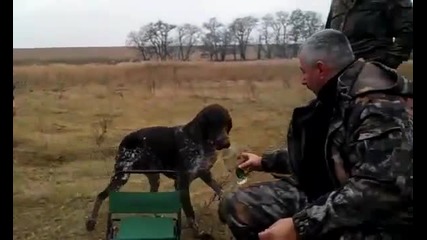 Руско ловно куче носи водка, перфектно обучен!