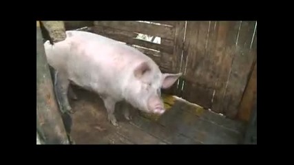 Цигани се бият с багер