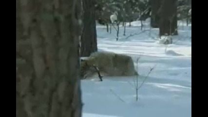 Охота на волков