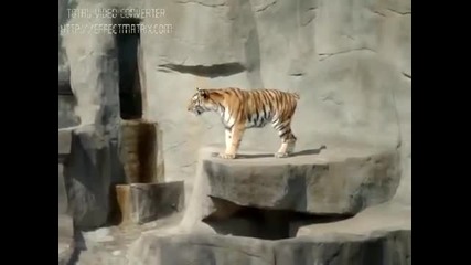 Птичка атакува тигър