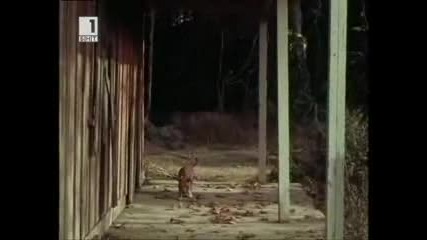 Lassie (1954) Е08