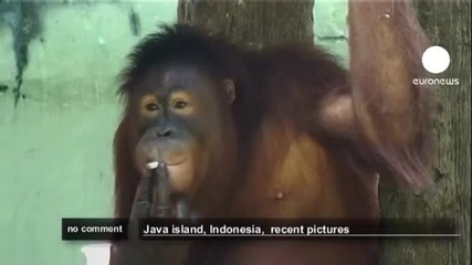 Орангутани в Индонезия пушат като печки