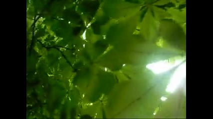 Beautiful green leaves 