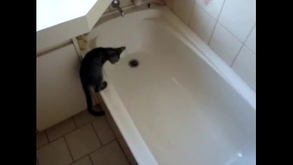 Котка във вана! Смях!