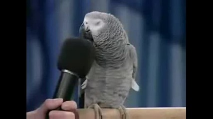 Сладко Папагалче По Animal Planet