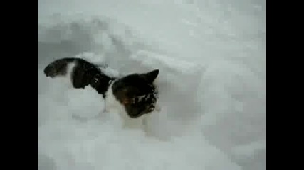 Котки се кефят на снега 