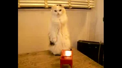 Много Сладко Коте