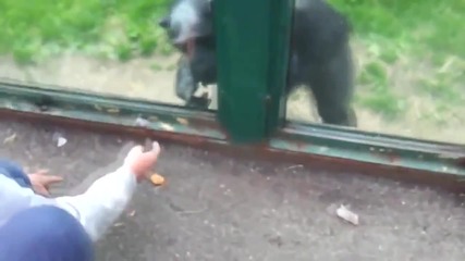 Шимпанзе се моли на посетителите си да го освободят